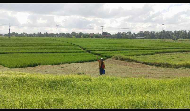 dijual tanah beraban selemadeg tabanan bali