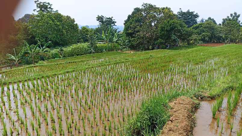 dijual tanah cipicung cijeruk kab bogor