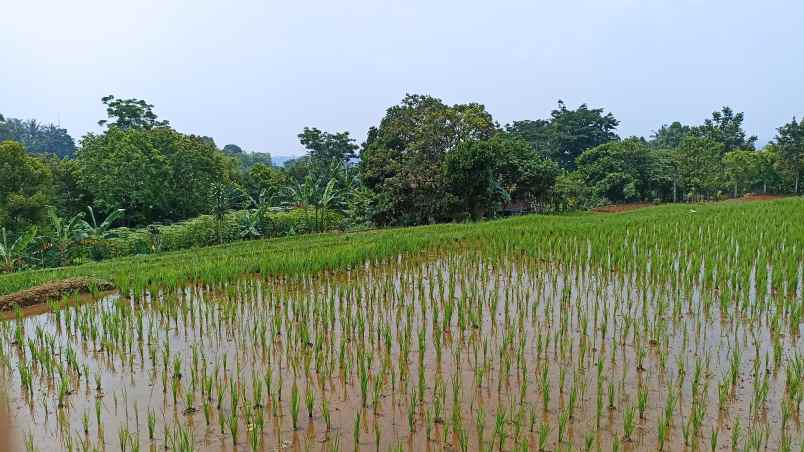 dijual tanah cipicung cijeruk kab bogor