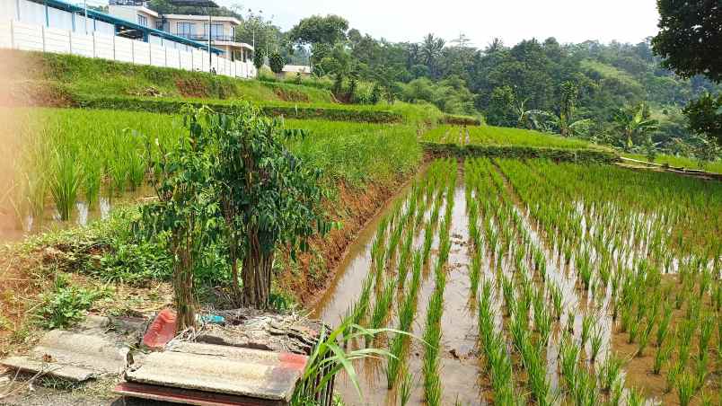 dijual tanah cipicung cijeruk kab bogor