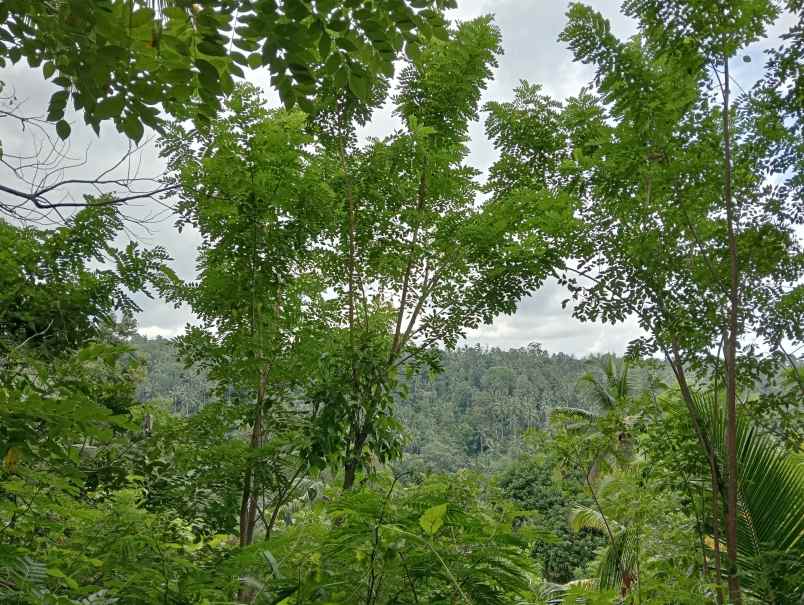 dijual tanah desa angkah kec selemadeg