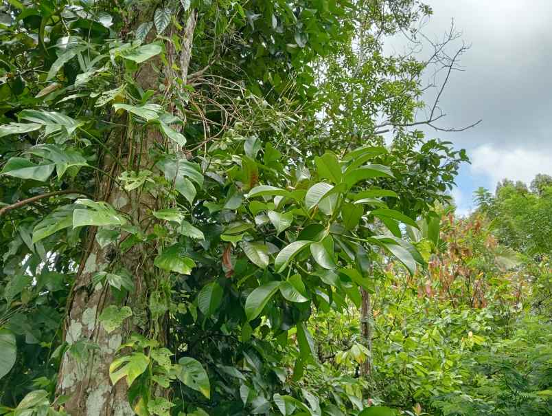 dijual tanah desa angkah kec selemadeg