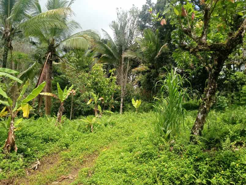 dijual tanah desa angkah kec selemadeg