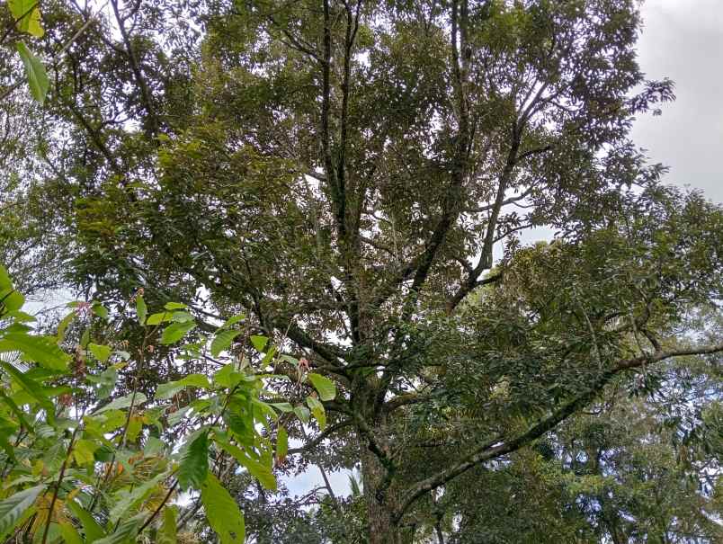 dijual tanah desa angkah kec selemadeg