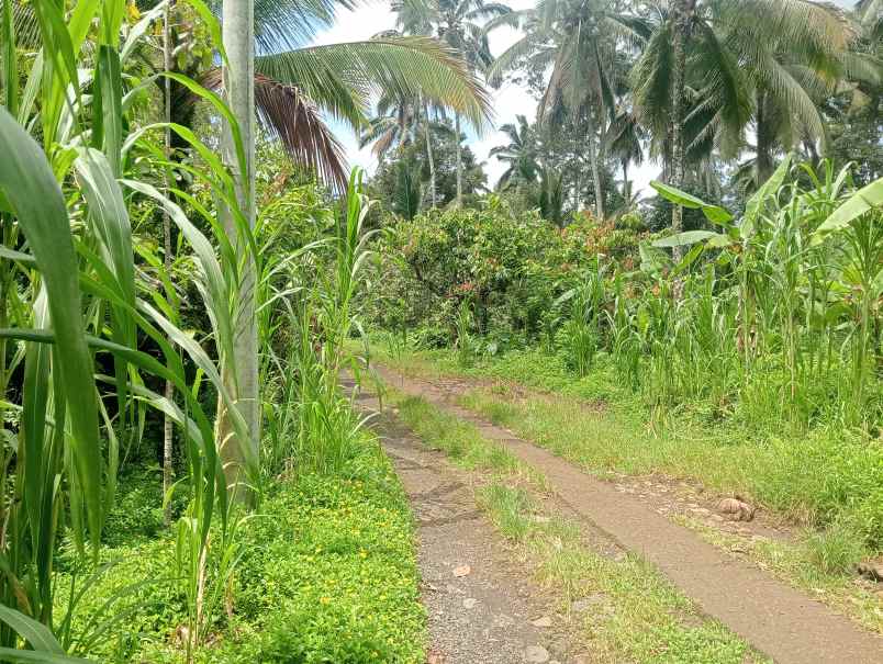 dijual tanah desa angkah kec selemadeg