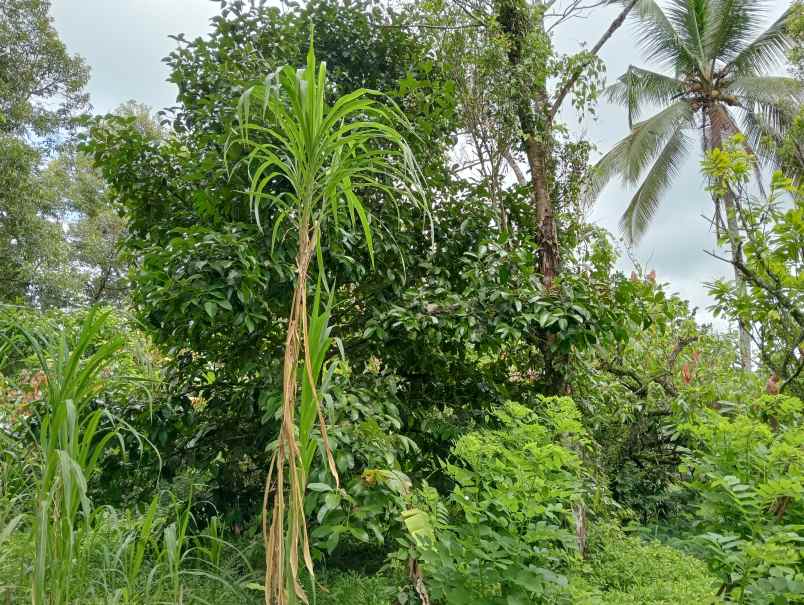 dijual tanah desa angkah kec selemadeg