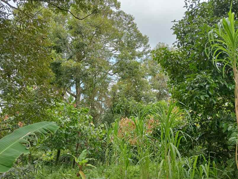 dijual tanah desa angkah kec selemadeg