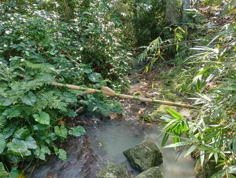 dijual tanah desa angkah selemadeg