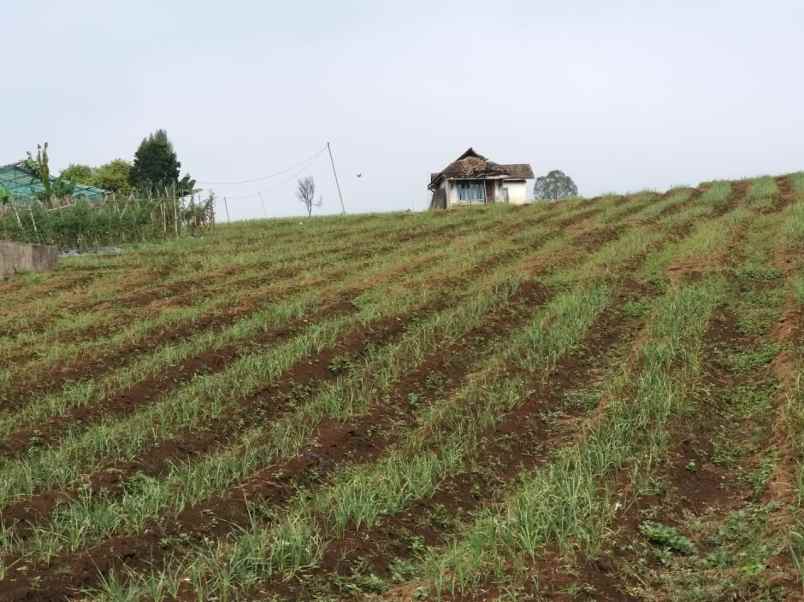 dijual tanah desa gendro nongkojajar