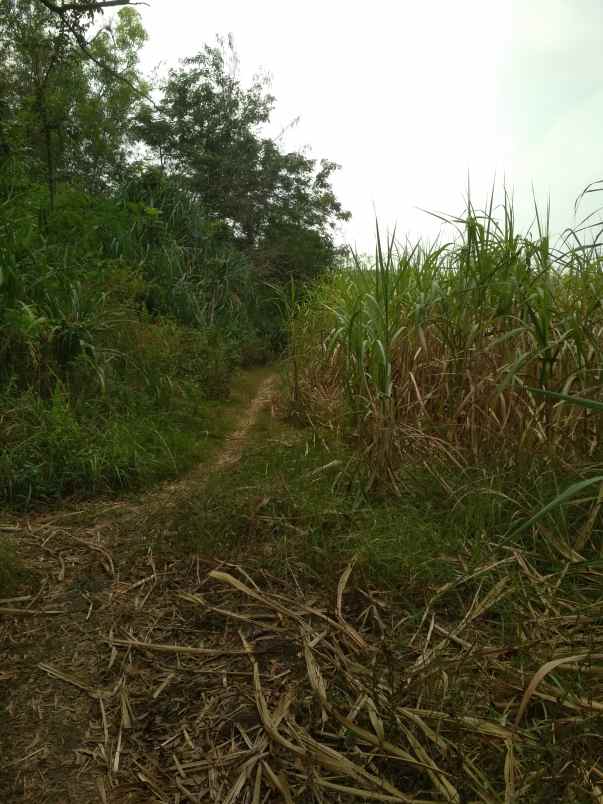 dijual tanah desa mojopuro sumberlawang