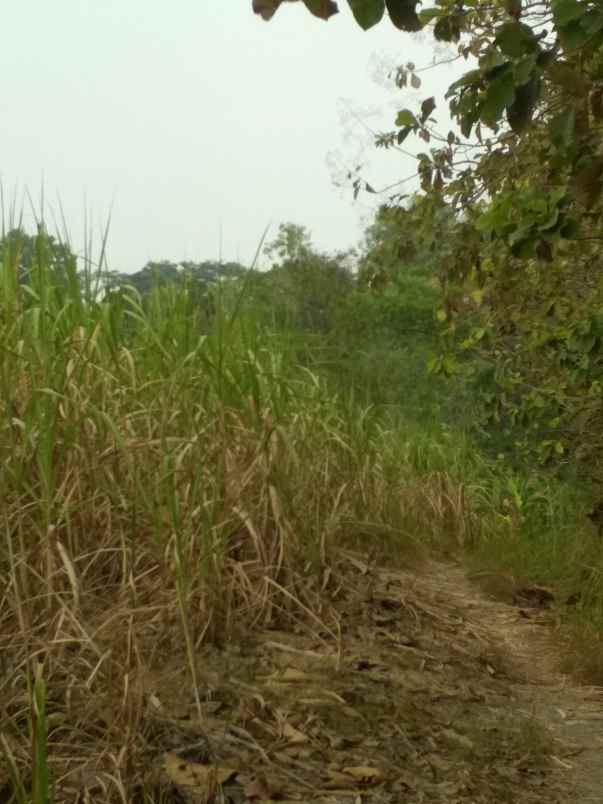 dijual tanah desa mojopuro sumberlawang