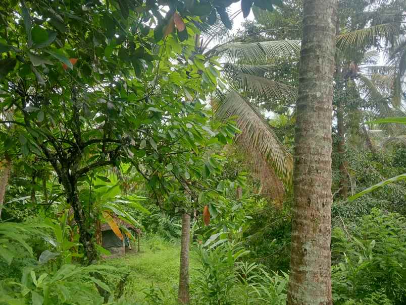 dijual tanah kebun dekat pantai murah tempat strategis