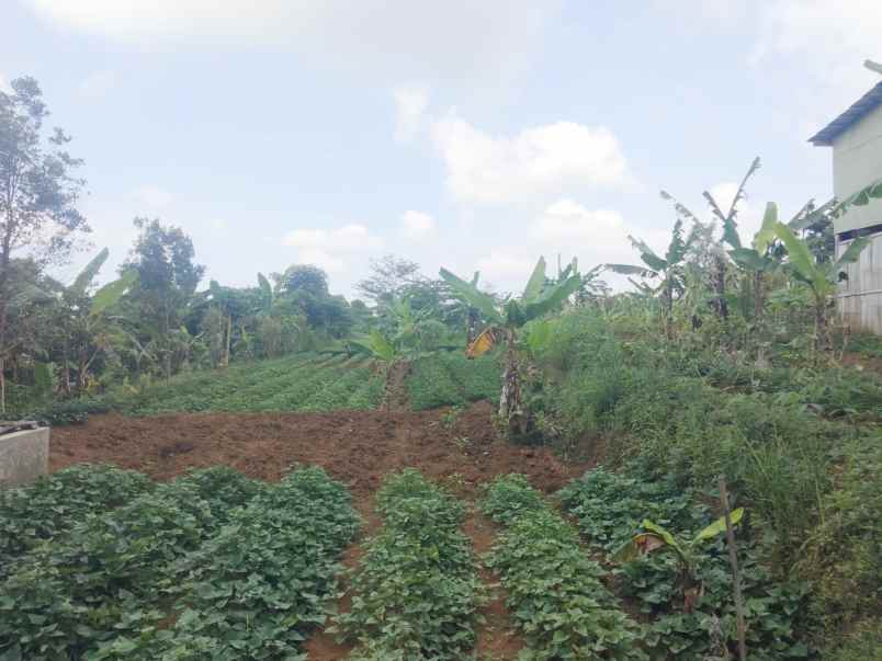 dijual tanah kebun khusus buat invest perkebunan