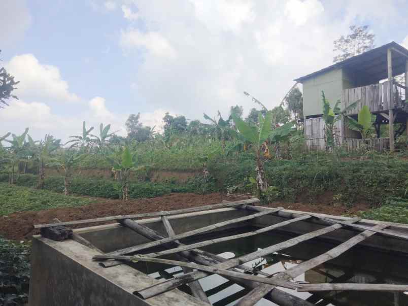dijual tanah kebun khusus buat invest perkebunan