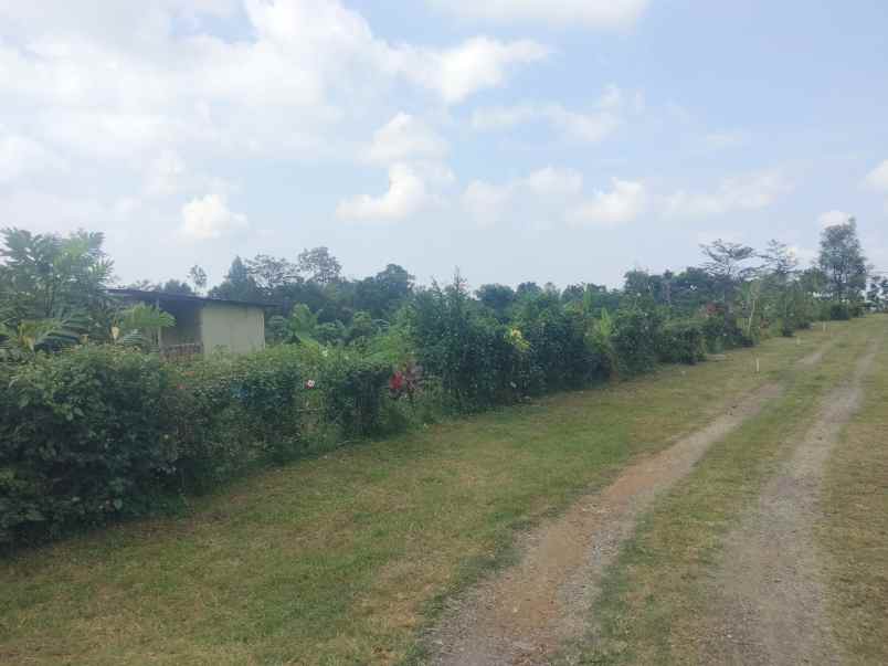 dijual tanah kebun khusus buat invest perkebunan