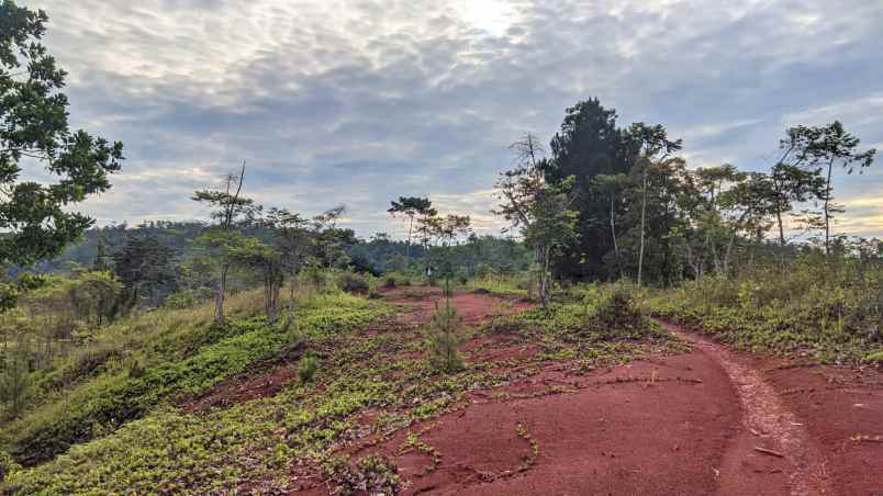 dijual tanah kebun produktif dan strategis