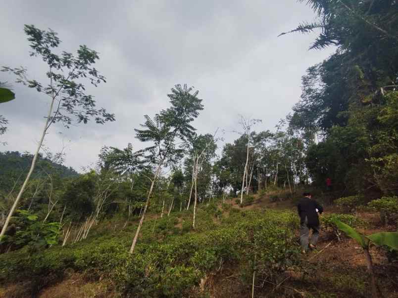 dijual tanah kebun produktif dan strategis