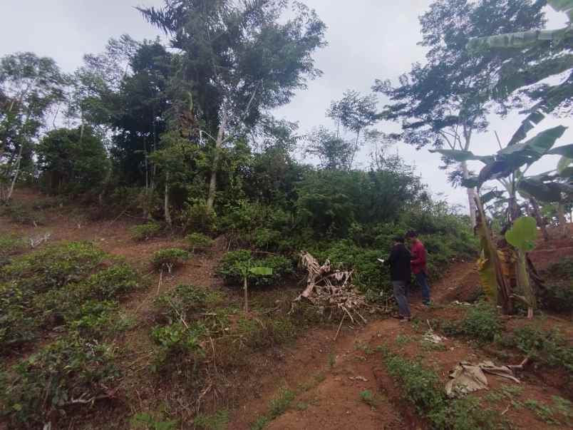 dijual tanah kebun produktif dan strategis