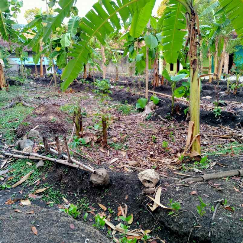 dijual tanah mojopuro sumberlawang sragen