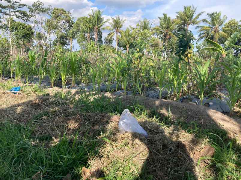 dijual tanah ngebo sukoharjo kec