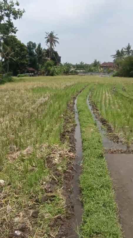 dijual tanah nyitdah kediri tabanan bali