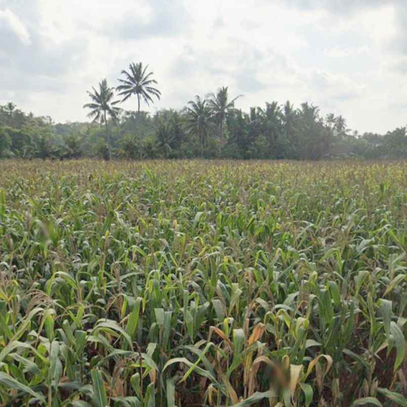 dijual tanah pantai pasut