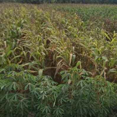 dijual tanah pantai pasut