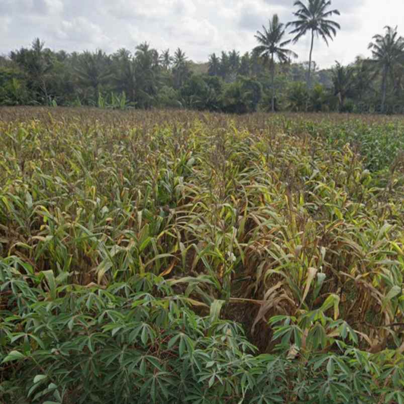 dijual tanah pantai pasut