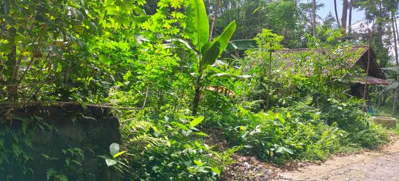 dijual tanah pekarangan galurung kemalang