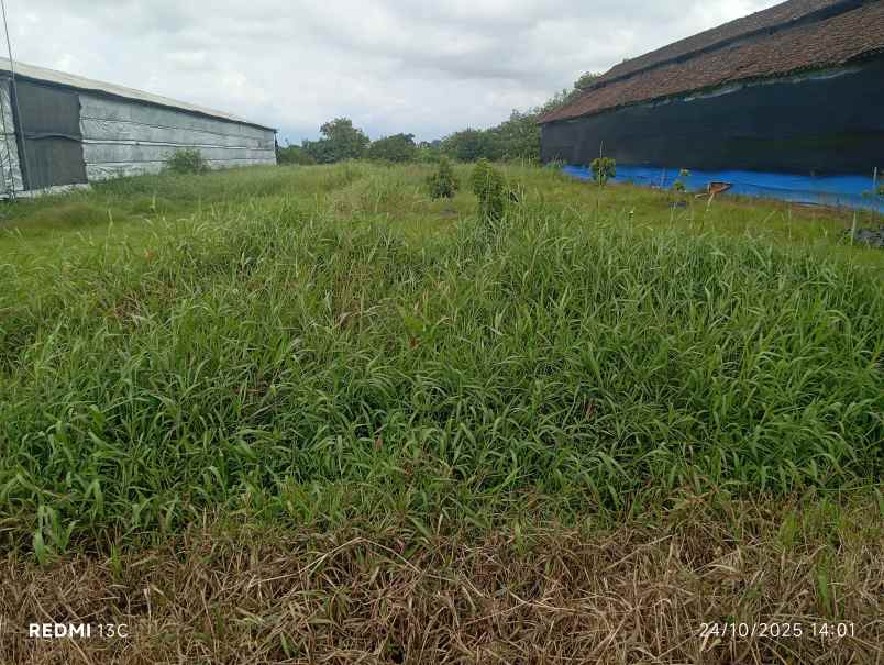 dijual tanah peternakan 1700m2 polanharjo klaten 350jt