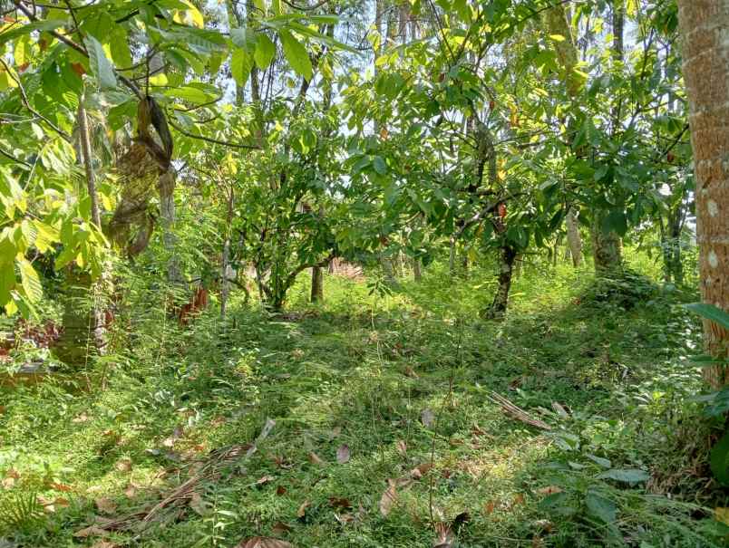 dijual tanah pinggir jalan hotmix dekat pantai balian