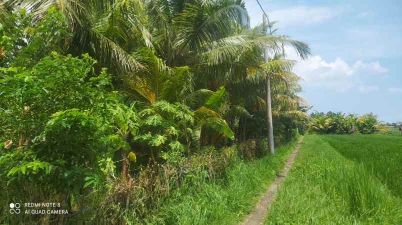 dijual tanah pura rambut siwi bali