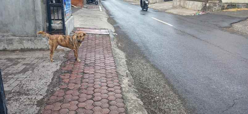 disewakan ruko gudang kantor jalan ahmad yani denpasar bali