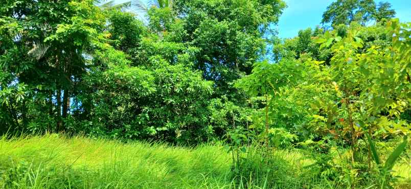 disewakan tanah dekat pantai bonian