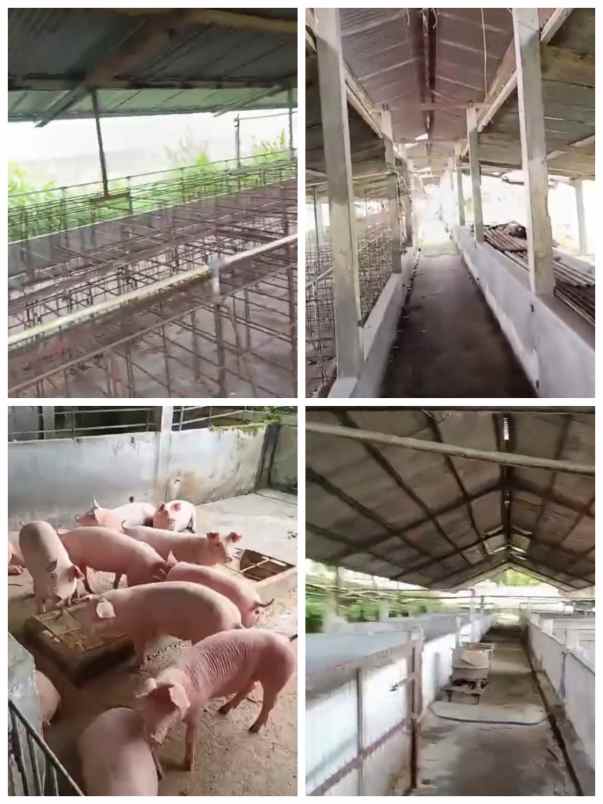 eks kandang babi 4 ha dijateng harga 500rb m2