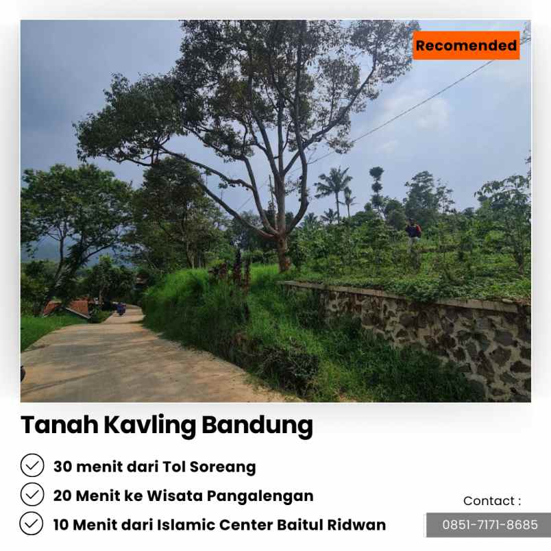 jual kebun cengkeh 200 pohon