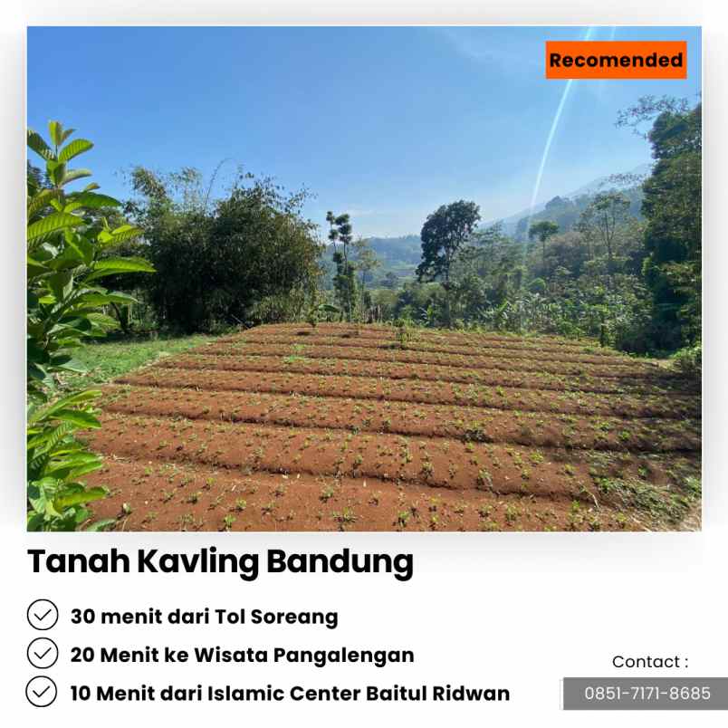 jual kebun cengkeh 200 pohon