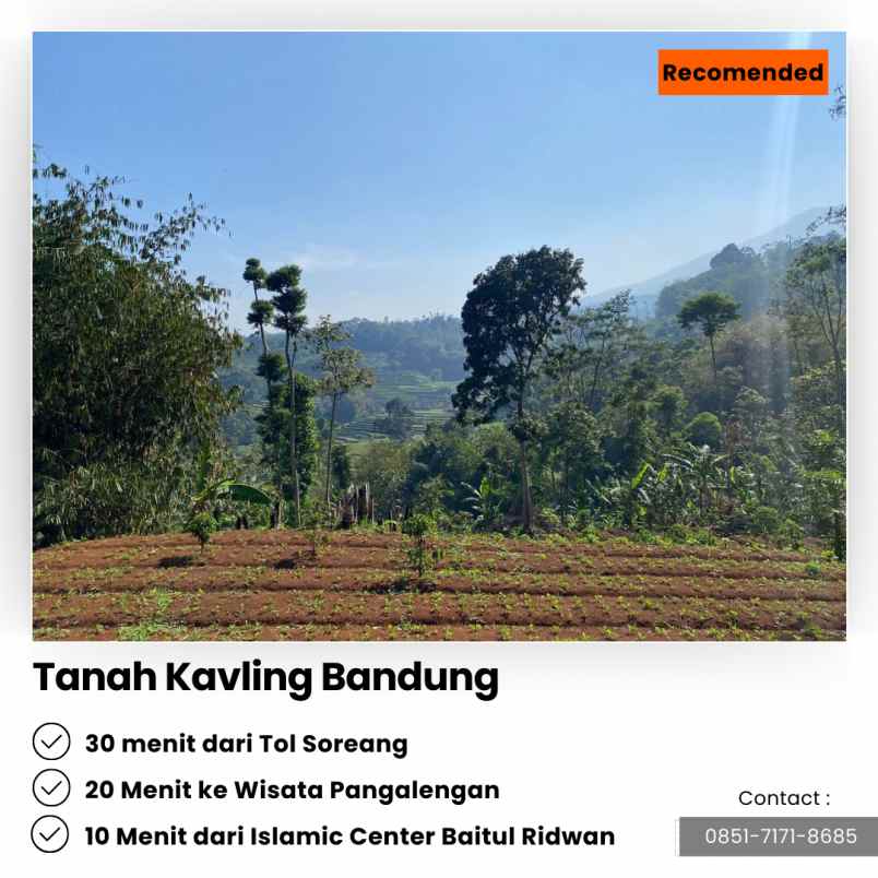 jual kebun cengkeh 200 pohon