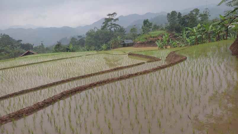 jual tanah kebun ples sawah