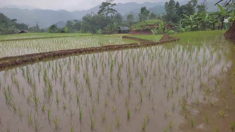 jual tanah kebun ples sawah