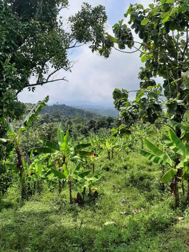 jual tanah kebun wonokerto jombang shm murah