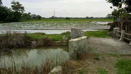 jual tanah murah di jombang jatim madewo apples