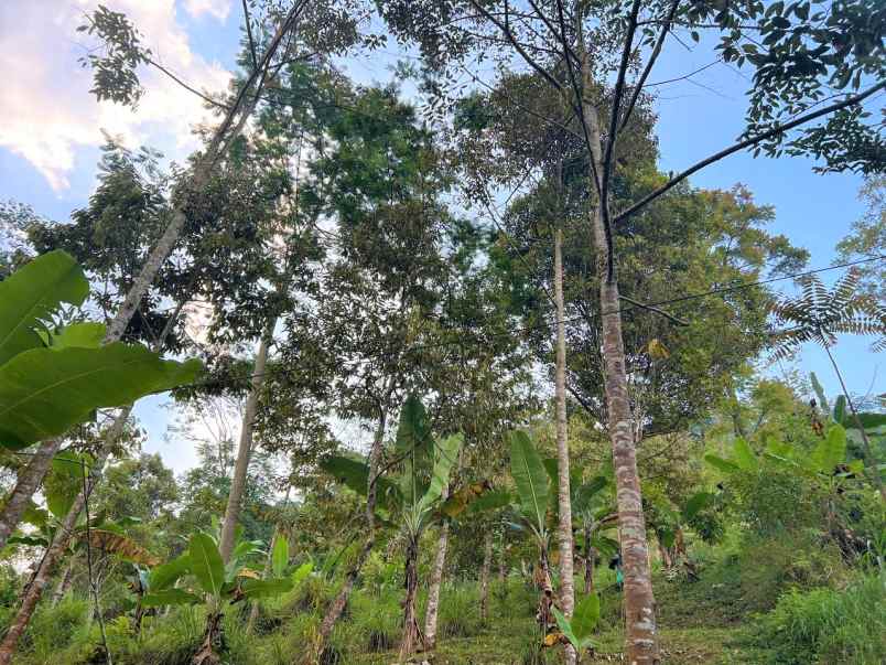 kebun durian 1300m2 kemuning ngargoyoso karanganyar
