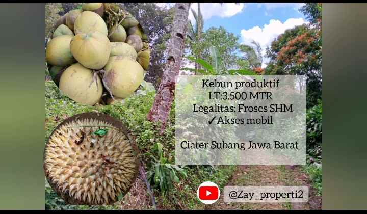 kebun produktif daerah ciater subang jawa barat