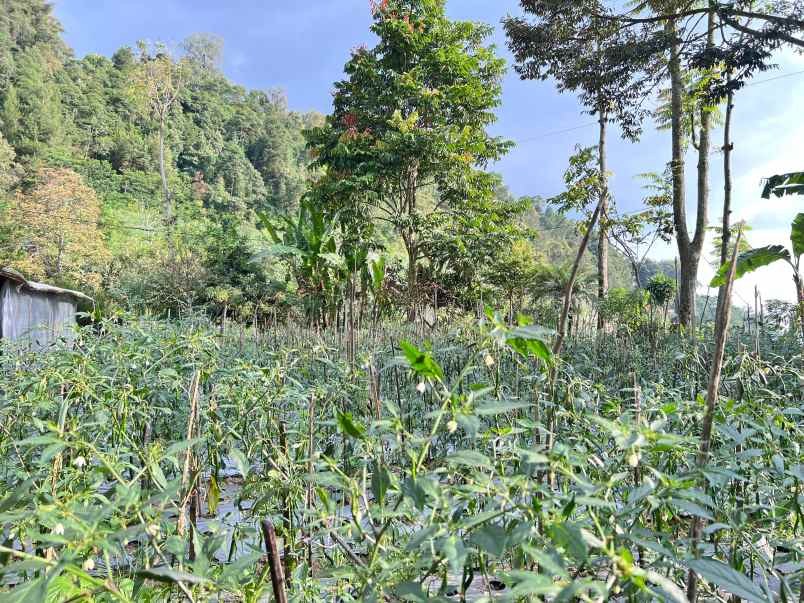 pekarangan 556m kawasan villa wisata kemuning