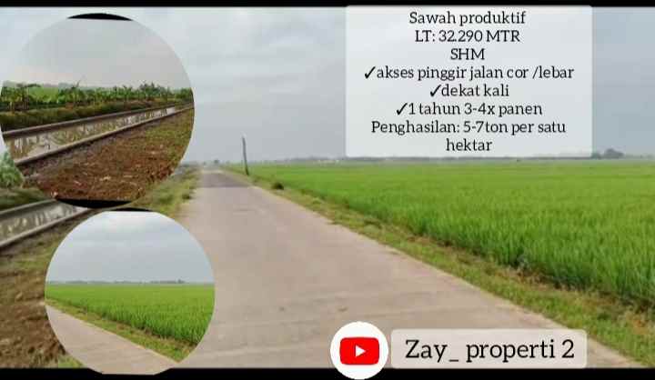 sawah produktif daerah subang jawa barat