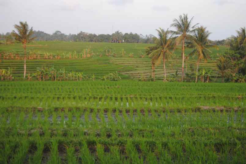 tanah jalan pantai lima or babadan