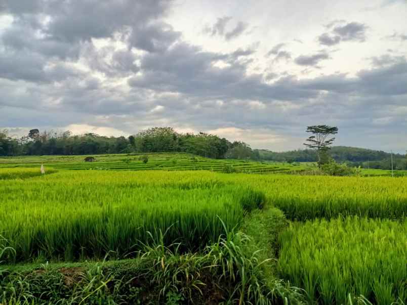 tanah karangpandan karanganyar