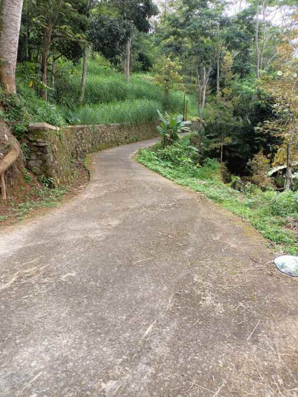 tanah kebun durian siap panen karangpandan karanganyar