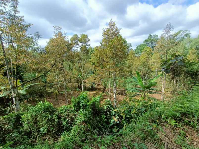 tanah kebun durian siap panen karangpandan karanganyar